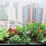 Como fazer uma horta orgânica em apartamentos