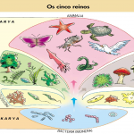 Você conhece as classificações dos seres vivos?