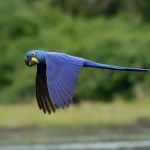 Conheça As Aves Em Extinção No Brasil